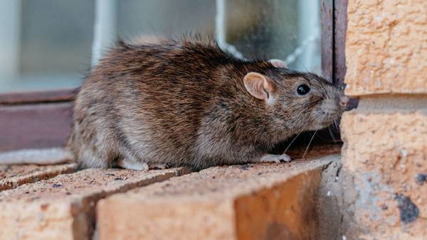 ‘Oh, rats!’: Rodents impact three airport restaurants