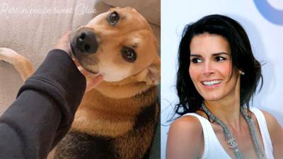 CMPD: Actress Angie Harmon’s dog shot, killed by Instacart shopper at Charlotte home