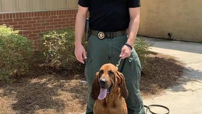 Chesterfield County Sheriff’s Office Bloodhound Lillie
