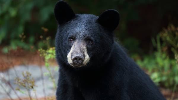 ‘I just wanted to hug him’: Alabama family encounters black bear in Gatlinburg