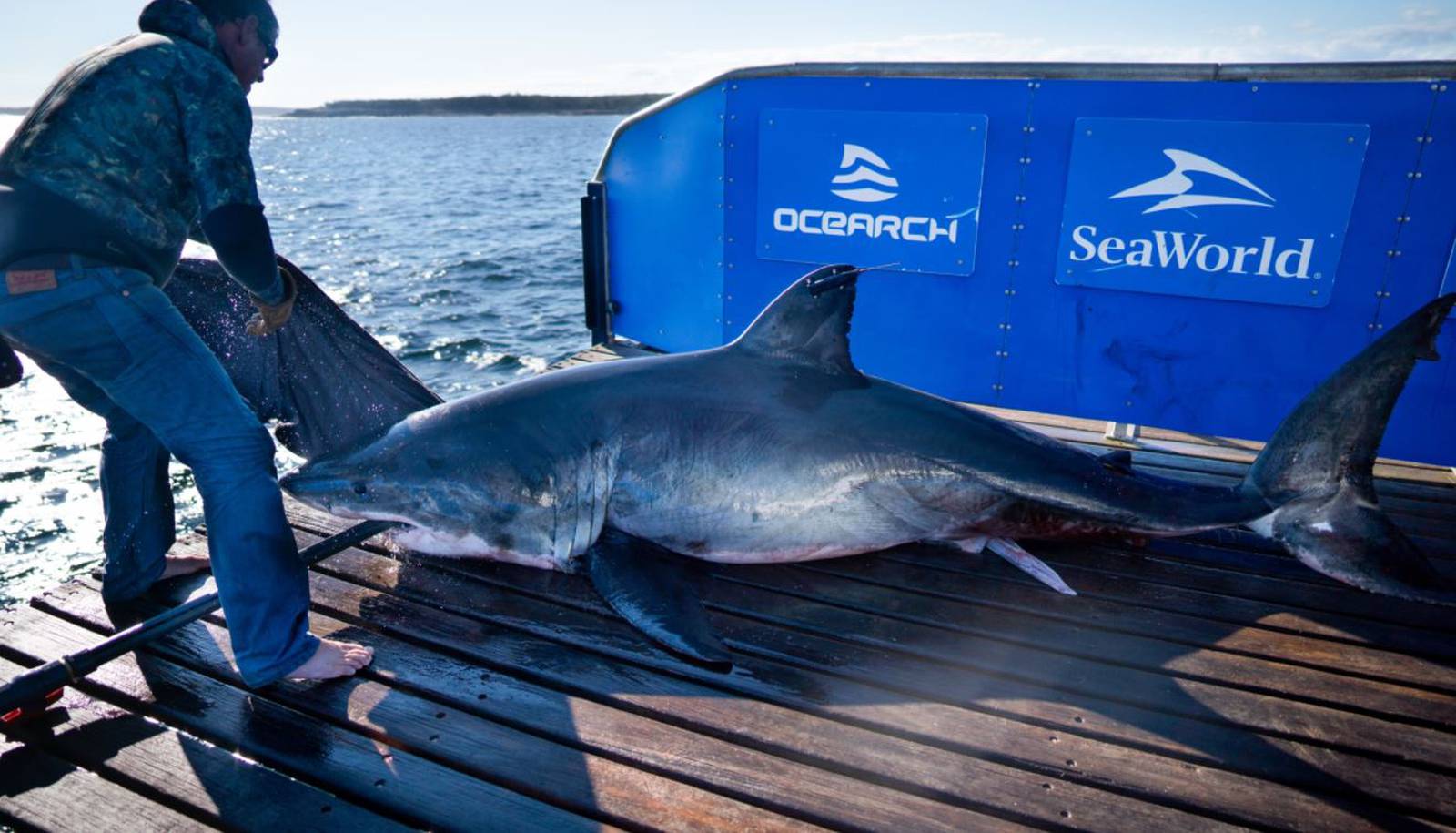 Researchers tracking ‘Scot’ the great white shark off NC’s Outer Banks ...