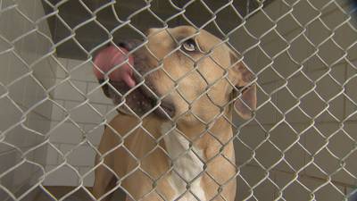 No space for the 80+ dogs that arrived at animal shelter in 2 days