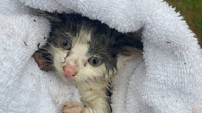Kitten rescued by first responders after getting stuck in storm drain