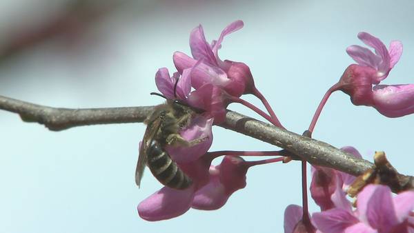 Pollen expected to cause big problems for allergy sufferers