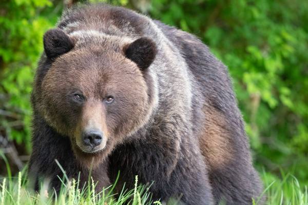 Man to return home from hospital after grizzly bear bit off his lower jaw