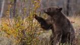 Bear who startled employee, customers at Gatlinburg theme park euthanized