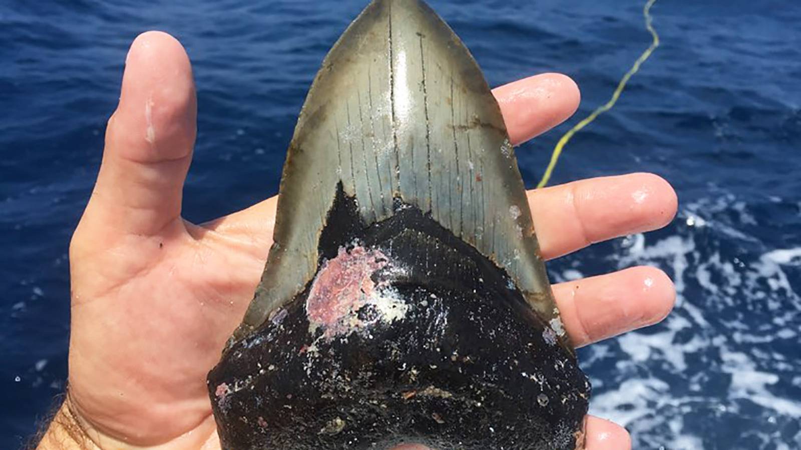 NC Coast is hot spot for prehistoric Megalodon shark teeth – WSOC TV