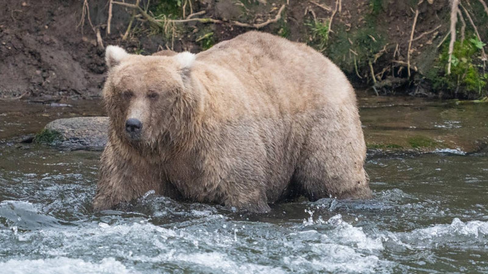 Fat Bear Week Mama bear beats rival that killed her cub WSOC TV