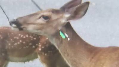 Injured deer in Huntingtowne neighborhood 