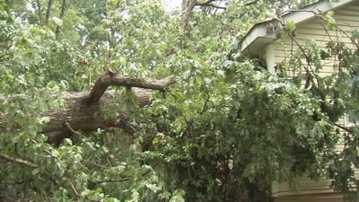 Tree destroys woman’s home, car just before daughter’s first day of school