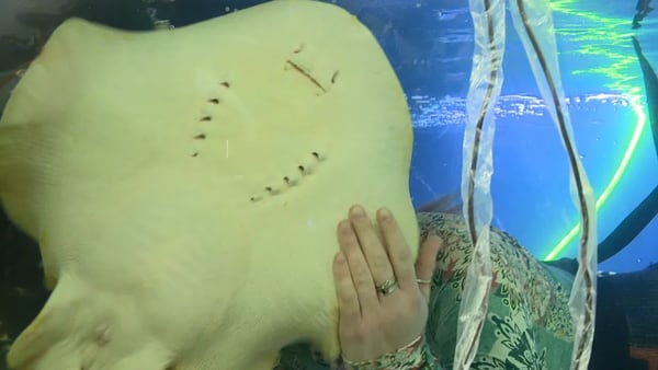 Charlotte the stingray has died, aquarium says