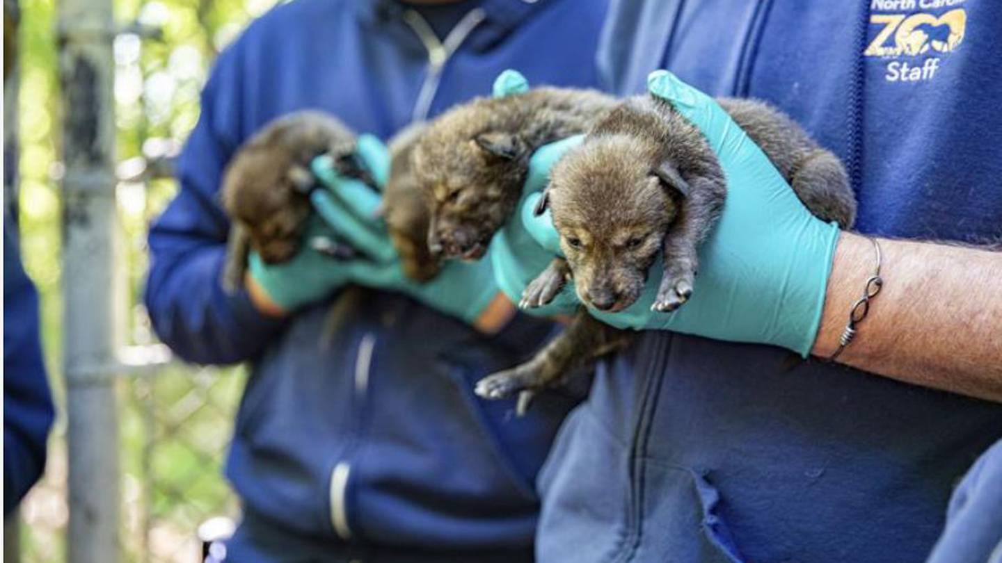 Six pups born to pair of wild red wolves in North Carolina