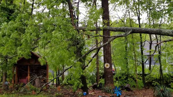 ‘It wasn’t just leaning. It was hovering’: Couple concerned with neighbor’s tree