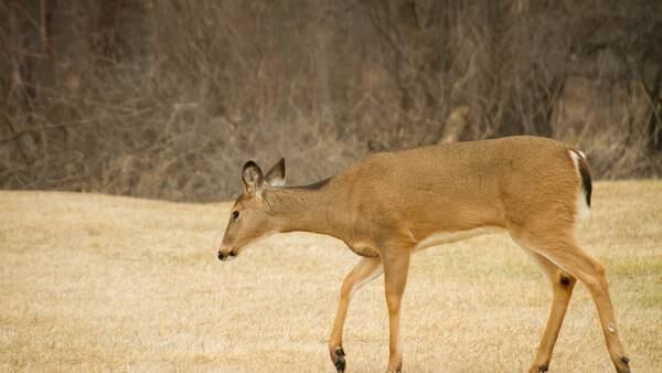 Officials: Michigan man admits to driving drunk, shooting deer from car