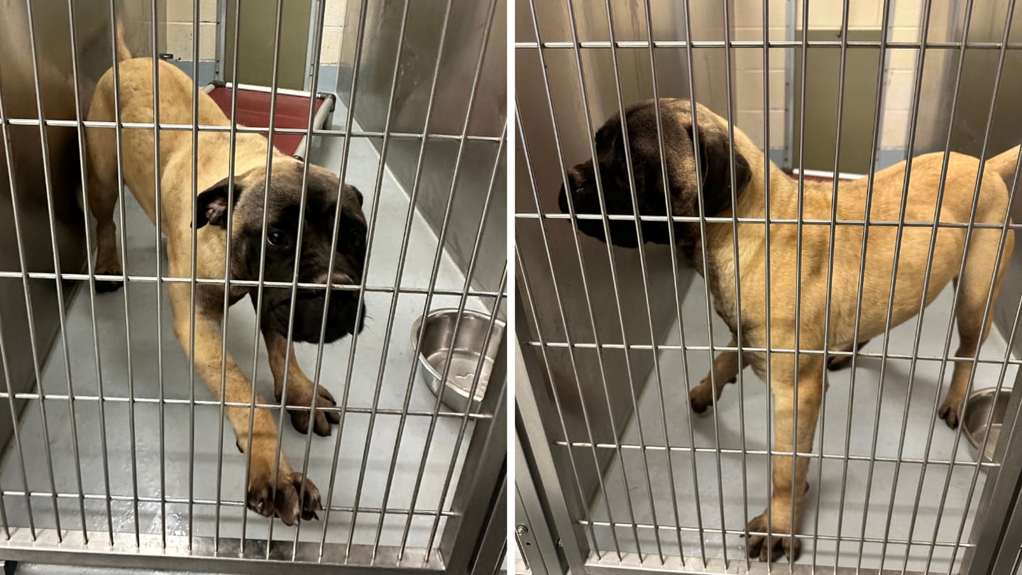 Mastiff contained by Cabarrus County animal control officers after attack