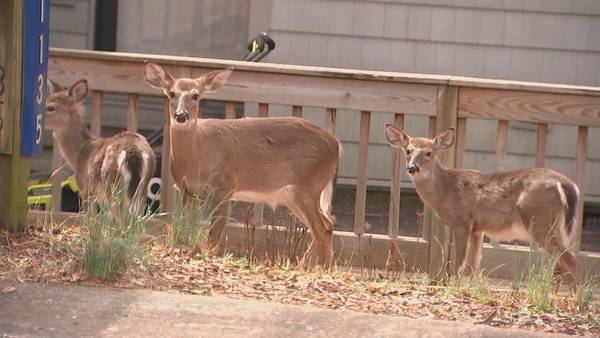 Tega Cay releases update on efforts to control deer population 