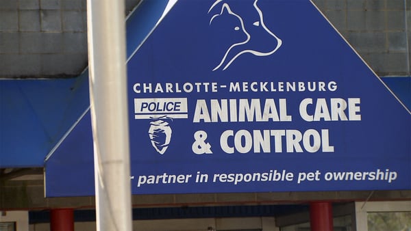 CMPD animal shelter needs dogs fostered during renovations