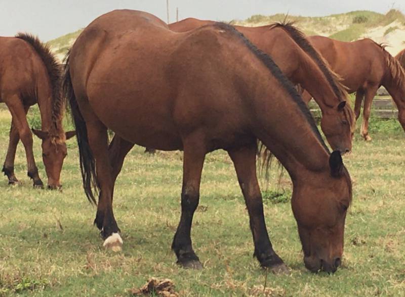 Hazel, a beloved wild horse that was one of the oldest mares in the herd that roams North Carolina’s Outer Banks has died.