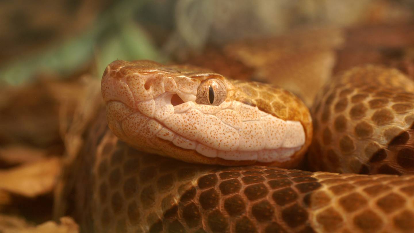 Child bitten by copperhead snake at North Carolina Zoo