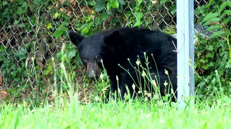 Bears put down in Swannanoa Bee Tree community