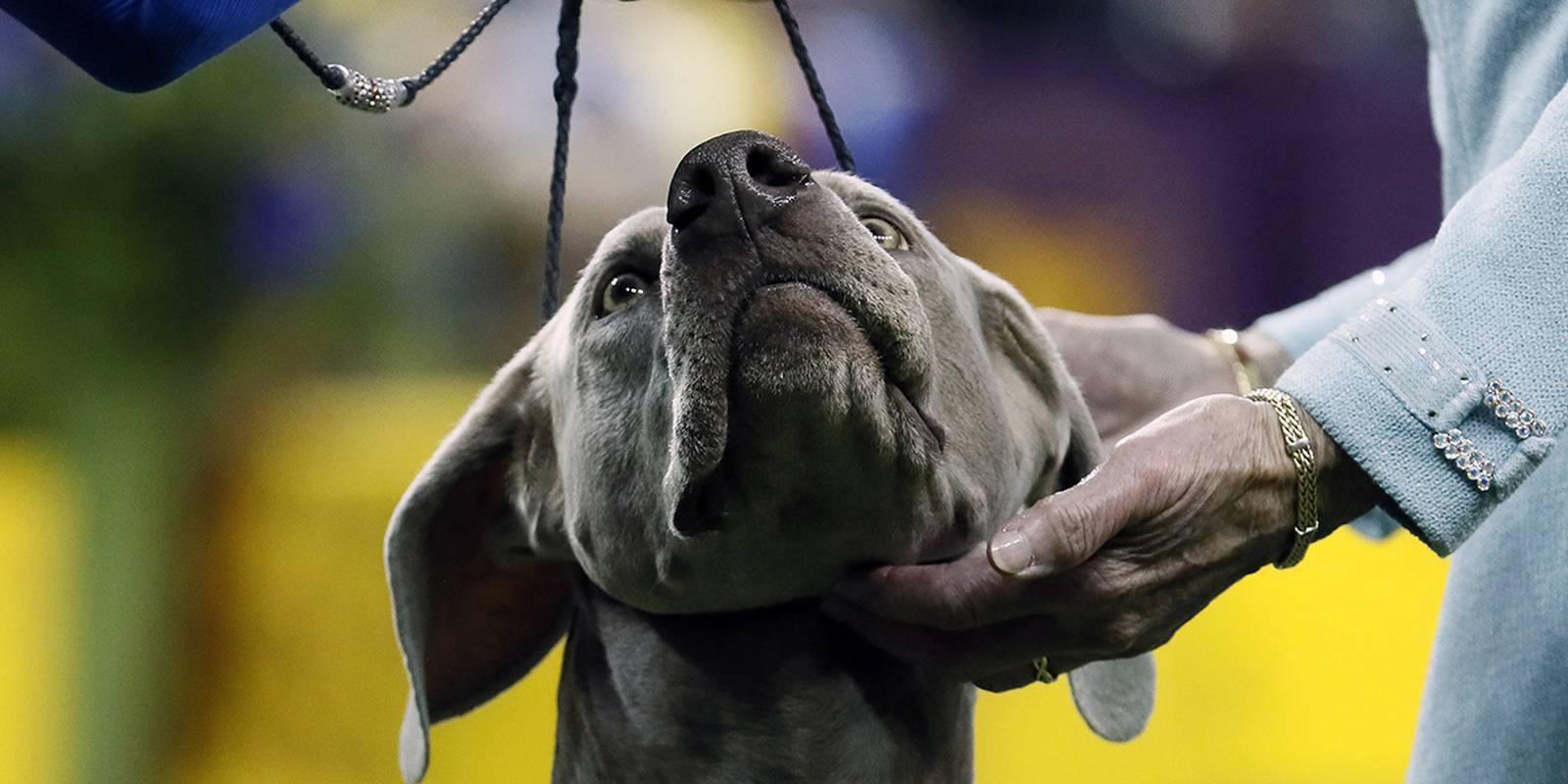 Westminster Dog Show 2020 See the best in show, group winners WSOC TV