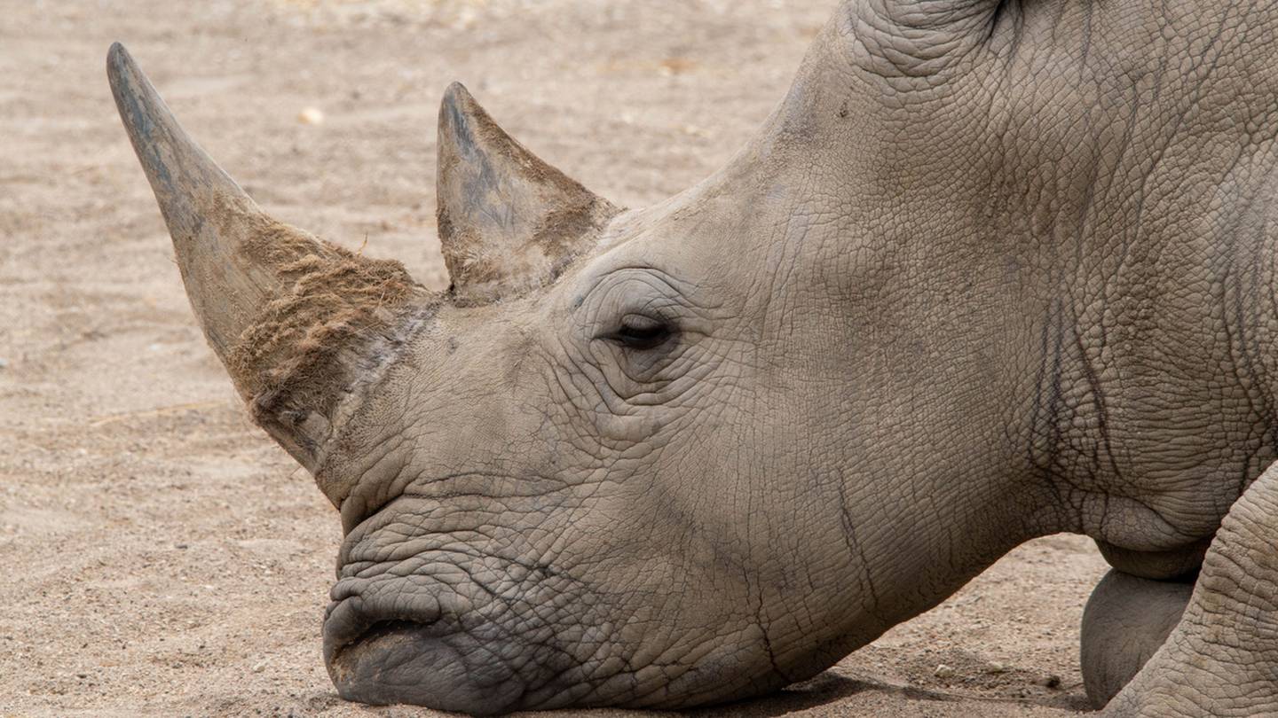 Nace un raro rinoceronte blanco en el Zoológico de Virginia – WSOC TV