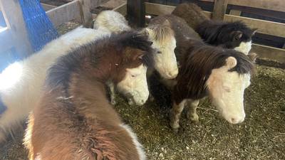 49 miniature horses, 39 chickens seized amid Burke County animal cruelty investigation 