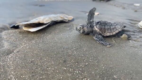 Lowcountry surveyors worried about human impact on sea turtle nests