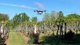 Western NC vineyard using drones for eco-friendly treatment