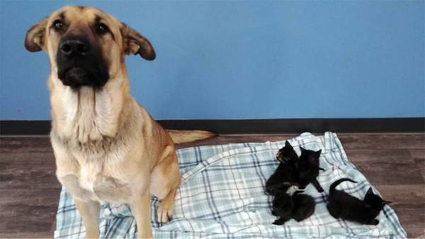 Dog found protecting 5 kittens on roadside, becomes social media star