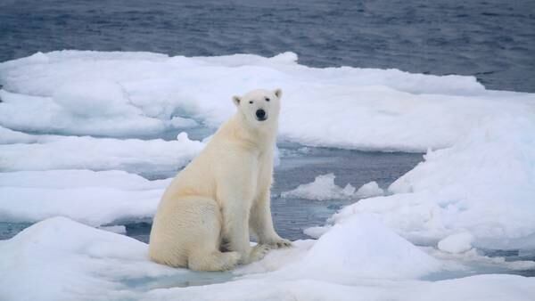 Woman injured by polar bear in Norway; Polar bear killed