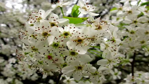 ‘Smells like a wet dog’: Stinky, invasive Bradford Pear trees to be banned in SC