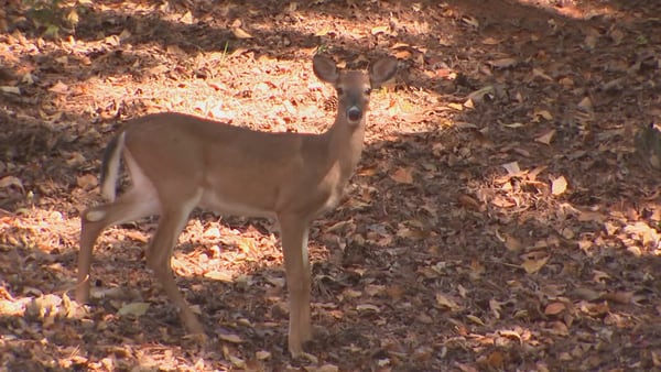 Federal sharpshooters want to take out deer population from homes