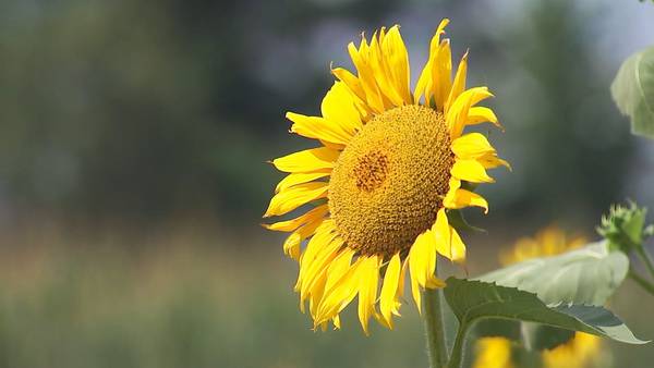 20 acres of sunflowers drawing social distance-minded crowds in York County