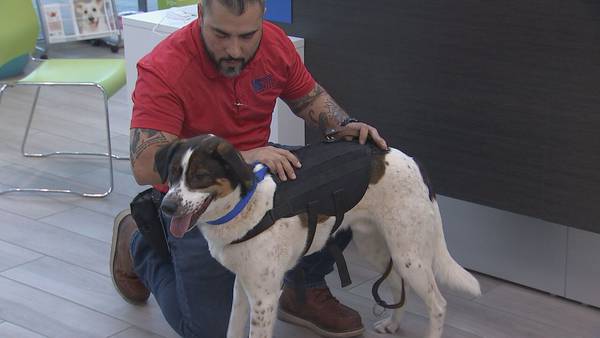 New partnership involving Ron Rivera will train shelter dogs to aid veterans