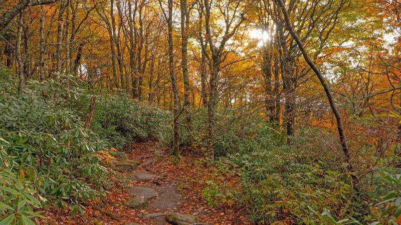 Oct. 21, 2023: This image from the Black Rock Trail at Grandfather Mountain shows golden autumn hues strikingly contrasted against the green rhododendron leaves below.