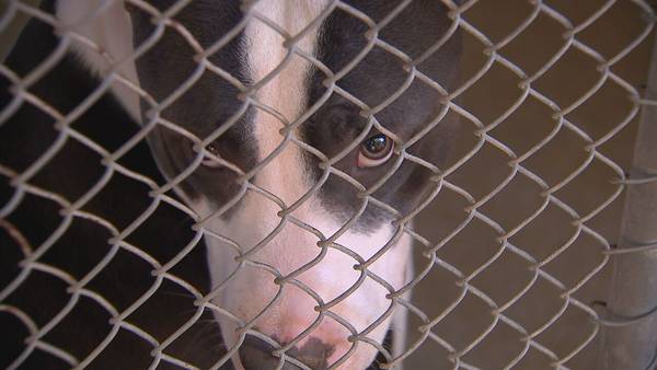 CMPD pleas to community as shelter reaches 40 kennels over capacity