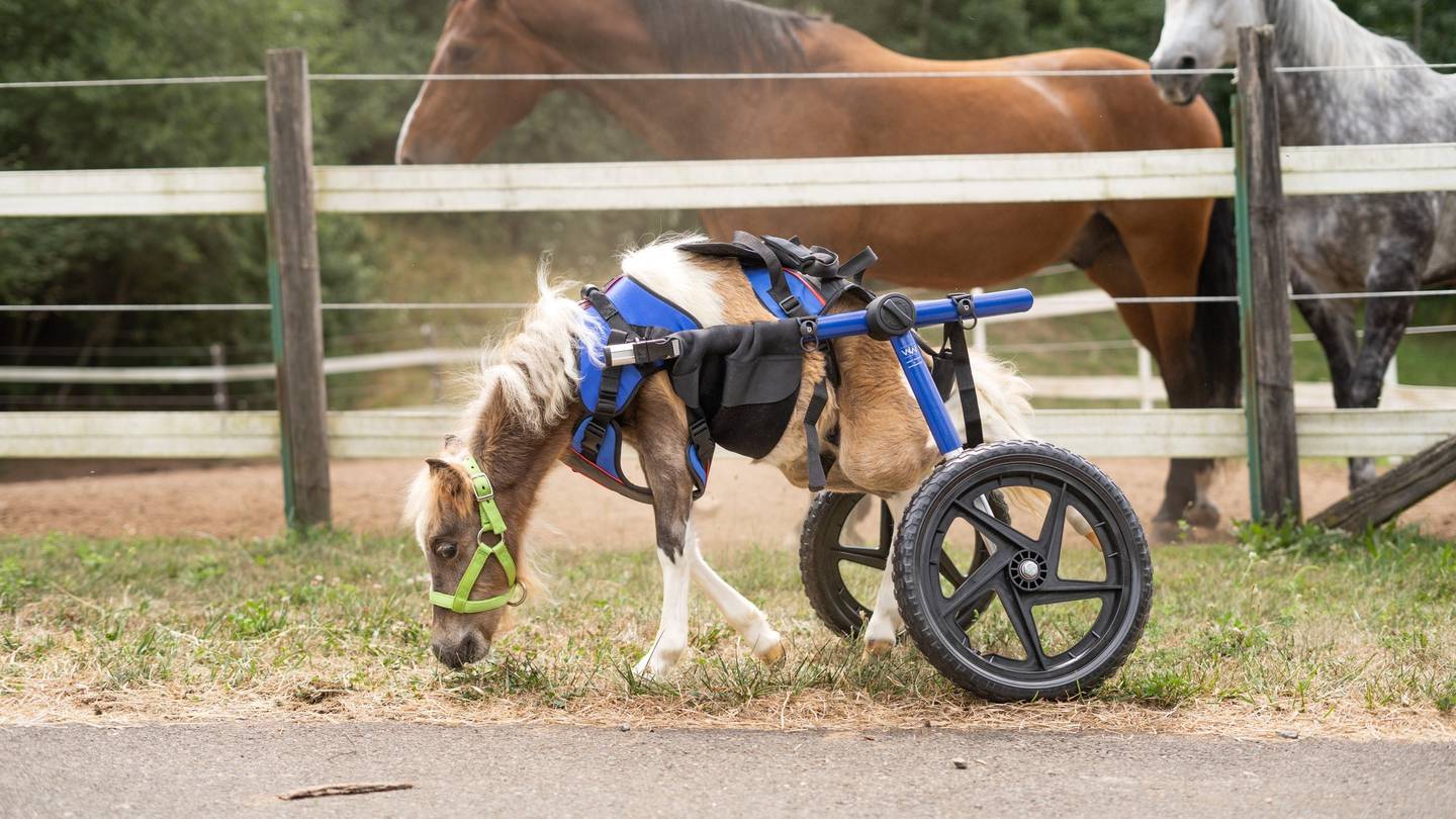 New wheelchair offers disabled miniature horse mobility WSOC TV