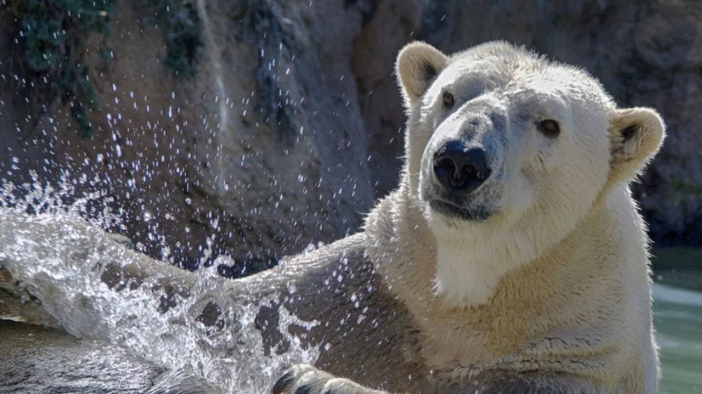 North Carolina polar bear dies during breeding transfer to zoo in Kentucky
