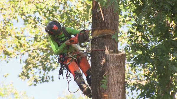 Local arborist urges homeowners to check trees ahead of Hurricane Ian