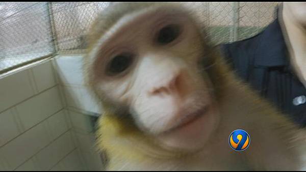 Groups work to tighten NC exotic animal ownership laws