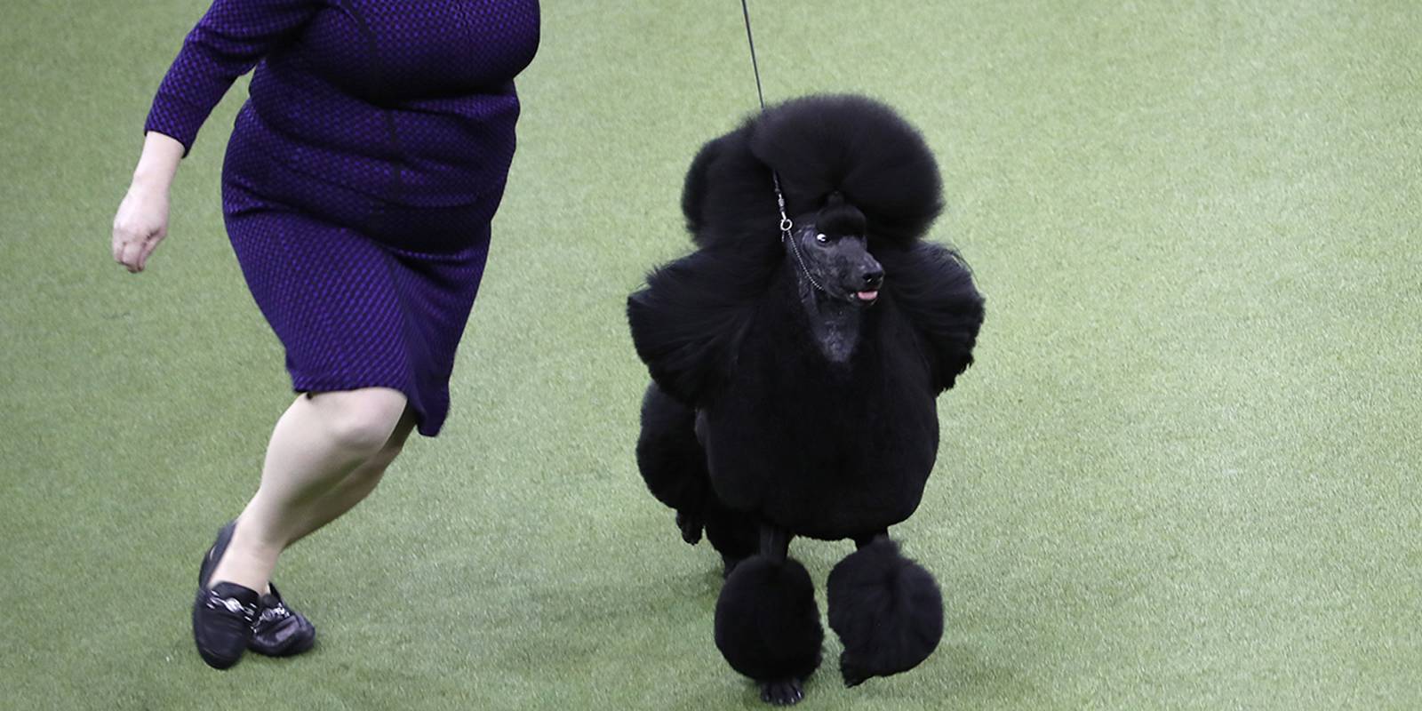 Westminster Dog Show 2020 See the best in show, group winners WSOC TV