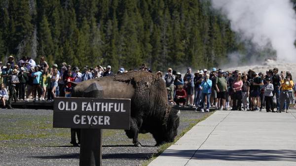 Bison gores man visiting Yellowstone National Park with family
