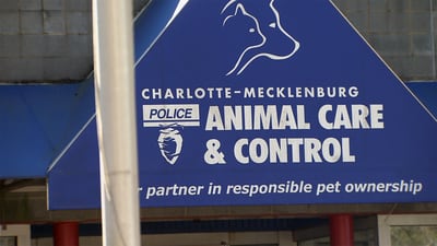 CMPD animal shelter needs dogs fostered during renovations