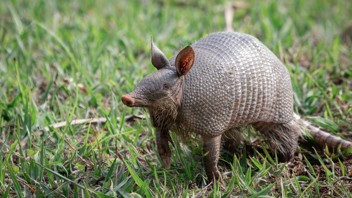 Armadillos in our area? Biologists need your help to track them