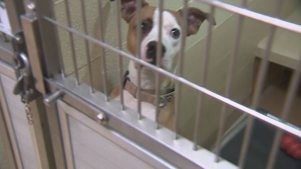 One month after massive dogfighting bust, SC animal shelters remain overcrowded