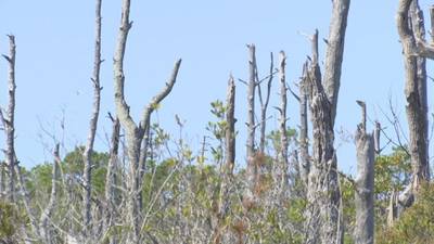 Growing ghost forests full of dead trees are harbingers of the threat of rising saltwater