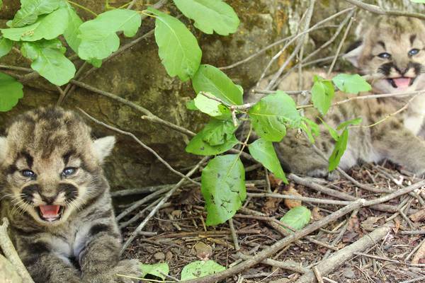 Officials find litter of mountain lion kittens near Los Angeles