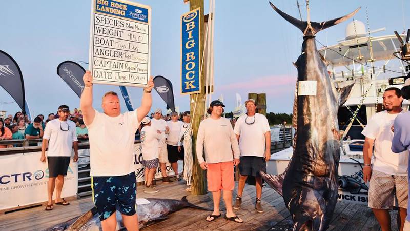 Record-breaking 914-pound blue marlin reeled in during NC tournament