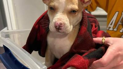 Family asks for help fostering puppies found dumped along side of Shelby road